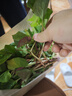 辰实【现挖发顺丰】鱼腥草新鲜 折耳根叶子 侧耳根节节根蔬菜现挖发 1斤四川鱼腥草嫩叶【顺丰快递】 实拍图