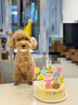 果思萌 宠物狗狗生日猫咪蛋糕手工自制泰迪金毛柯基宠物零食定制含头像 6寸鸡肉（含头像） 实拍图