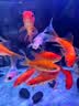 鱼缸灯架水草灯架LED草缸灯水族箱鱼缸照明灯架LED水草灯 四排三档变色灯架 L-300（适合30-40cm鱼缸 实拍图