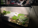 阔庭（KUOTING）阔庭乌龟缸生态缸宠物饲养箱透明爬宠专用黑色款【大号】 实拍图