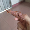 牛品汇胖东来同款品质内蒙古酱牛肉熟食五香卤味正宗黄牛肉独立小包装 五香酱牛肉三袋共750g实惠装 实拍图