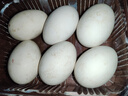 百世富泽（BAISHIFUZE）【百世富泽】黄河滩大鹅蛋新鲜正宗土鹅蛋农家自养孕妇超大鹅蛋 12枚130-150克 实拍图