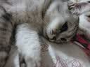 卫仕猫用筋骨魔方1.9g鲨鱼软骨素猫咪关节折耳软骨素钙片补钙宠物 实拍图