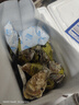 鲜海道【品质】鲜海道生态生蚝  乳山牡蛎 活鲜海蛎子生鲜贝类 品质升级4XL-净重9斤 实拍图