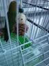 BIRDSTORY小太阳牡丹和尚鹦鹉解闷自嗨啃咬天然攀爬玩具磨牙松果鸟笼内装饰 松果小人【2个装】 实拍图