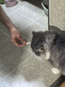 WEYES冻干鸡小胸500g桶装宠物猫狗零食肉干营养发腮高蛋白 实拍图
