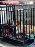 北鼻狗【升级全管加强 】狗笼中型犬大型犬狗笼子宠物狗狗笼子金毛用品 升级四面全管底部加强 黑色 94*64*85CM 建议70斤内 实拍图