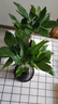 发财树盆栽大植物室内办公室桌面客厅小盆景招财树苗绿植花卉盆栽 小单杆发财树 2-3cm【加仑盆】 【送肥料】 实拍图