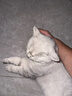 沃趣 猫砂钠基矿砂矿土吸水猫咪用品无尘猫砂9斤 实拍图