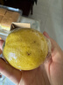 广东香水黄柠檬包邮新鲜水果柠檬精选皮薄奶茶店专用整箱 现货 柠檬两粒单果50g+ 实拍图