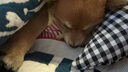 卡露诗（calus）宠物狗狗沐浴露成幼犬通用除臭洗澡液香波柴犬专用定制520ml 实拍图
