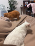 皇家绝育成猫粮 SA37通用粮1-7岁4.5KG 实拍图