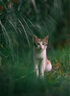 索尼（SONY） 全画幅定焦镜头 【中远摄定焦】FE85mmF1.4 GM II 官方标配 实拍图