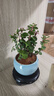 开时果 金枝玉叶盆栽多肉植物盆景 办公室内桌面花卉小绿植源头直发包邮 【热销款】哥窑浅蓝盆+苔藓+底托 实拍图