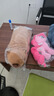 熊猫熊啊呜鲨鱼玩偶宜家抱枕毛绒玩具儿童布娃娃女生陪睡觉抱枕小礼品 实拍图