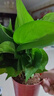 【绿萝盆栽】吸甲醛净化空气水培绿植物懒人花卉好养搬家礼物全 【1盆】绿萝+原盆原土 整体含盆高度20-25cm 实拍图