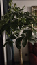 叹为观止大型植物发财树各种大颗盆栽开业乔迁客厅办公室内好养大型花卉 单杆发财树【1.5-1.7米】 含盆 实拍图