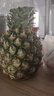 正宗海南金钻凤梨新鲜水果当季树上熟芒果凤梨【催熟食用】 1粒装单果500g-650g【7成熟，催熟再吃】 实拍图