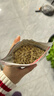 jolly pet products兔子水果干蔬菜干零食龙猫仓鼠荷兰猪零食小宠小食小吃 Jolly燕麦片 200克 JP242 实拍图