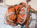 【活蟹】漁家师傅大闸蟹公4.5-4.8两母3.5-3.8两4对8只 去绳足重鲜活螃蟹生鲜水产礼盒 实拍图