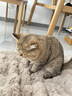 柒哦猫垫子冬季保暖睡垫四季通用狗垫子猫咪毯子宠物睡觉猫狗窝地垫 泡泡兔绒垫-卡其咖 S码-50*35cm【适用于10斤内】 实拍图