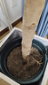 墨斗鱼通用型营养土10L 家庭园艺多肉花土泥炭椰糠育苗种菜花肥果蔬土壤 实拍图
