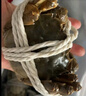 【活蟹】乾澄大闸蟹现货公蟹4.6两母蟹3.6两 8只4对 去绳足重鲜活螃蟹海鲜礼盒源头直发 实拍图