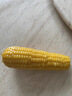 傲货 玉米糯玉米棒非转基因甜糯熟黏玉米粒真空生鲜老苞米8根 傲货黄糯玉米8穗*260克 箱 实拍图