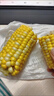 云南高原新鲜水果玉米起脆甜爆浆可生吃现采现发300g/棒营养早餐 水果玉米1.8-2斤含箱 实拍图