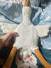 网红大白鹅公仔抱枕女生床上玩偶可爱枕头靠垫儿童大号毛绒玩具 大鹅 50厘米 实拍图