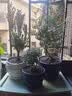 开时果 各类绿植盆栽盆景DIY素材苗 六月雪文竹小苗室内造景微景观植物 达摩九里香（小苗） 实拍图