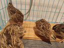 鹌鹑活鸟苗天天下蛋繁殖鹌鹑幼苗活物养小鸡苗黄羽沙维鹌鹑鸡活体 1公3母【精品繁殖组】 实拍图