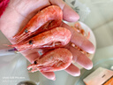 禧美海产 头籽北极甜虾3斤/盒 规格90-120+ 头籽率参考50% MSC认证 即食 实拍图