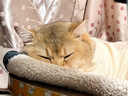 猫容德文卷毛猫衣服无毛宠物背心空调服高弹薄款猫猫咪春夏天睡衣服 活力橙 XS(1-2斤) 实拍图