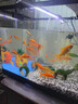 阔庭（KUOTING）鱼缸水族箱生态桌面鱼缸新款懒人鱼缸过滤制氧一体黑色【特大号】 实拍图