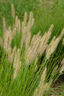 适马（SIGMA）56mm F1.4 DC DN｜Contemporary 半画幅大光圈定焦镜头 人像特写（适马56 f1.4索尼E卡口） 实拍图