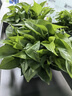 双盟绿萝盆栽除甲醛花卉绿植办公室新房净化空气110竖纹盆8盆源头直发 实拍图