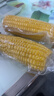 佳农 内蒙黄糯玉米棒8袋*220g 软糯香甜 真空锁鲜 源头直发 礼盒包邮 实拍图