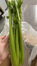 新鲜出土西芹大颗半叶绿色蔬菜榨汁专用甜脆嫩心时令蔬菜现割现发 1斤尝鲜款 实拍图