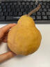 桃西村山东烟台中华丑梨 大头巴茄香蕉啤梨香甜软糯太婆梨面梨新鲜水果 2斤 精选中果【约6-8个】 实拍图