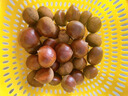 丹东新鲜板栗生栗子当季5斤现摘毛油栗子嫩板栗锥栗整箱生鲜蔬 5斤 【严选大果】净重4.5斤 实拍图
