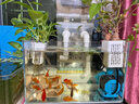 森森细菌屋滤材纳米硝化细菌水族箱底滤生化棉过滤器材料整箱鱼缸滤材 麻色小号细菌屋10个+硝化菌 实拍图