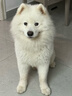 力狼狗粮 纯然金毛阿拉斯加40拉布拉多萨摩耶马犬德牧中大型犬粮 鸭肉梨｜肉粒三拼｜鲜肉犬粮40斤 实拍图