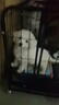 腆宠 狗笼 狗笼子大型犬中型犬小型犬带厕所加粗狗窝家用宠物笼子围栏 实拍图