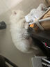 萌嘟星宠 狗盆狗碗不锈钢喂食盆猫碗喂水碗防打翻中小型犬宠物碗饭盆用品 实拍图