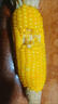 牛爱田 鲜玉米云南水果玉米甜玉米棒生鲜蔬菜现摘带皮现发 净重4.5斤单果200g+ 源产地发货 实拍图