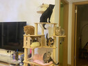 派阿哥全实木太空舱猫窝大型猫爬架豪华剑麻猫树一体猫咪跳台太空舱猫架 松木剑麻189*90*40 实拍图