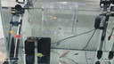 创星鱼缸加热棒电加热器自动恒温水族箱小型乌龟缸加温棒HCH 【自动恒温】适50-150L内蓝头HCH-300W 实拍图