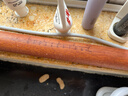 双枪（Suncha）红檀木擀面杖家用实木杆面棒擀面棍饺子皮神器（L50*φ3.6cm） 实拍图