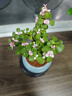 开时果 金枝玉叶盆栽多肉植物盆景 办公室内桌面花卉小绿植源头直发包邮 【丛生款】浅蓝圆陶盆+苔藓+底托 实拍图